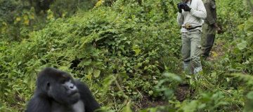Gorilla Trekking in Volcanoes National Park