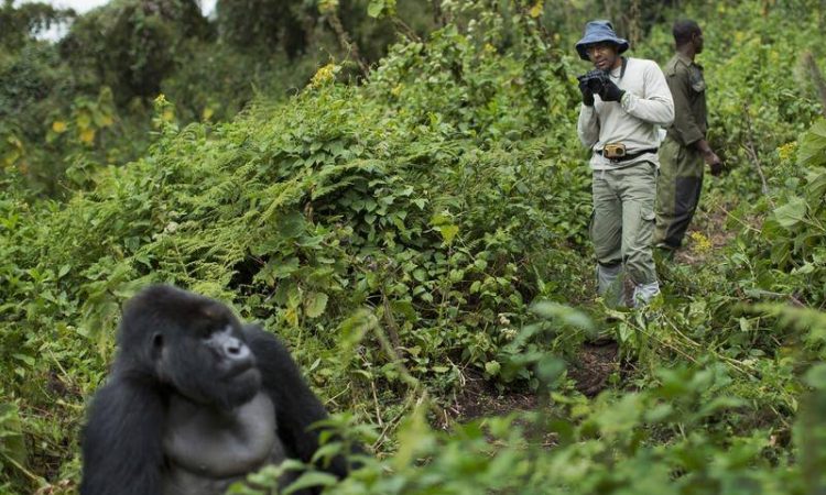 Gorilla Trekking in Volcanoes National Park