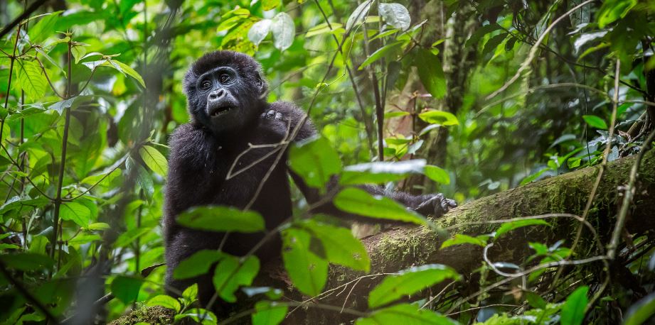 Gorilla Trekking Destinations in Africa |Gorilla Trekking Tours ...
