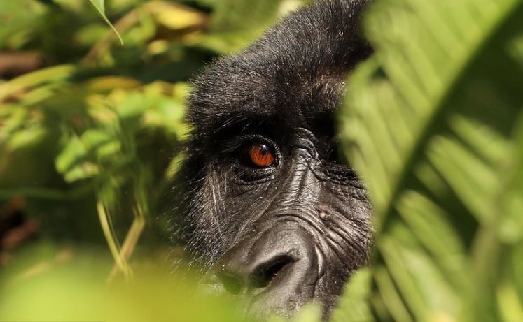 gorilla trekking in Africa