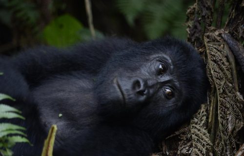 Jomba Community Camp with Gorilla Trekking