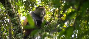 Packing list for Golden Monkey Trekking in Rwanda