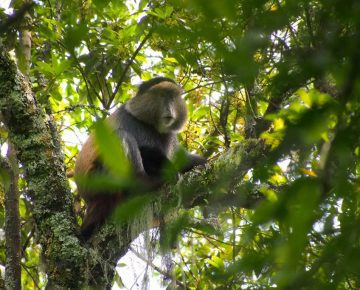 8 Days Queen Elizabeth Wildlife and Rwanda Safari