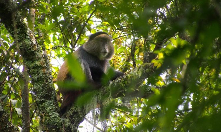 Packing list for Golden Monkey Trekking in Rwanda