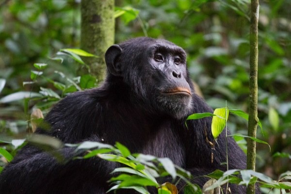 Chimpanzee trekking