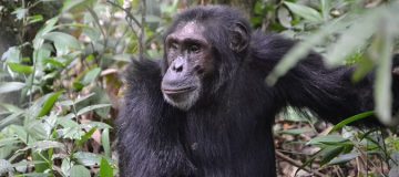 Primate Safaris in Nyungwe National Park