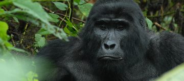 Primate Safaris in Rwanda