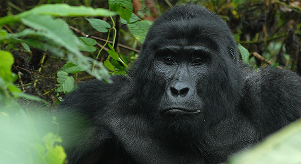 Primate Safaris in Rwanda