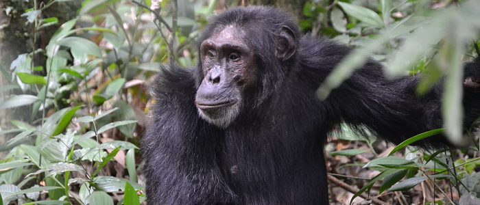 Primate Safaris in Rwanda