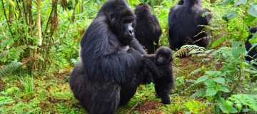 Safaris in Volcanoes National Park