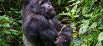 Safaris in Virunga National Park