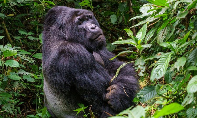 Safaris in Virunga National Park