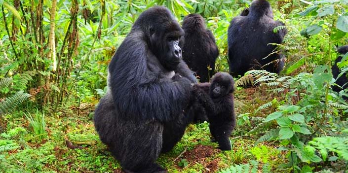 Safaris in Volcanoes National Park