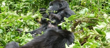 Safaris in Volcanoes National Park