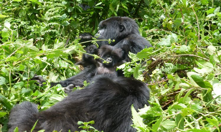 Safaris in Volcanoes National Park