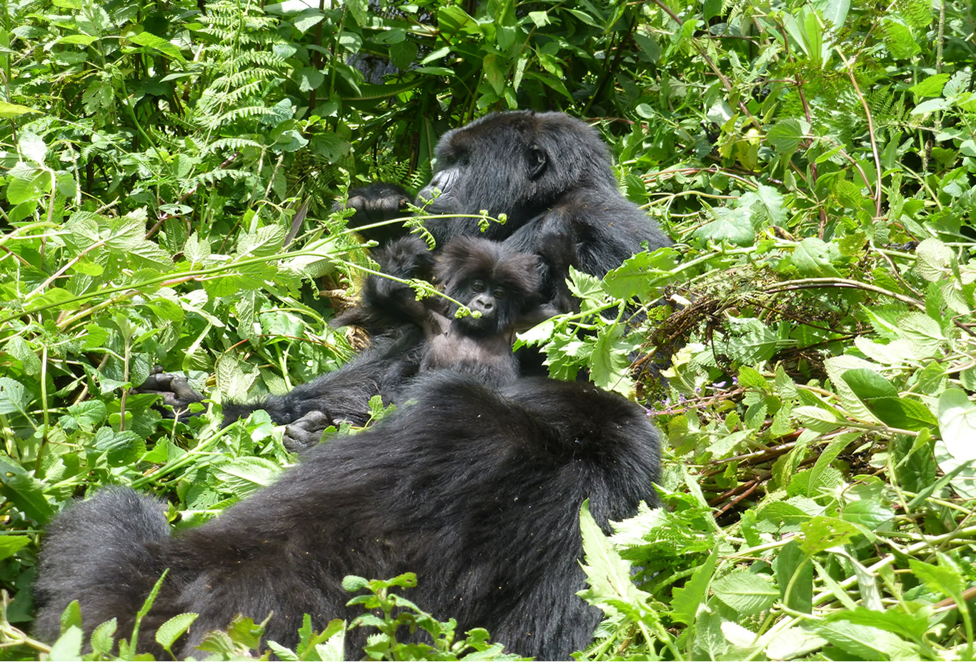 2022 Rwanda Gorilla Permit Discount