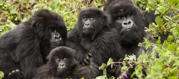 Tips to consider before visiting in Rwanda