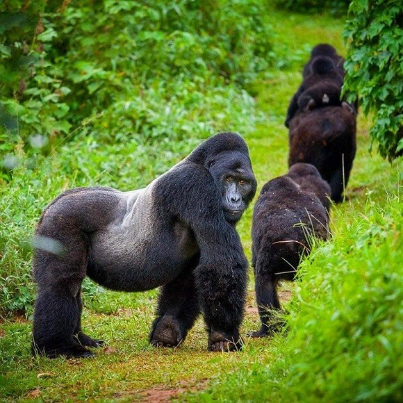 3 Days Rwanda Gorilla Safari