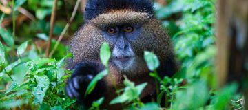 Travel Guide for Golden Monkey Trekking