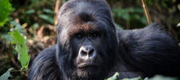 Travel Guide for Gorilla Trekking in Rwanda