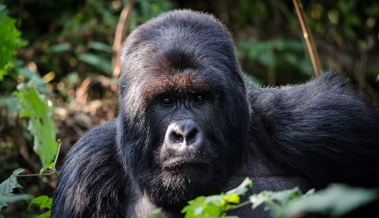 Travel Guide for Gorilla Trekking in Rwanda
