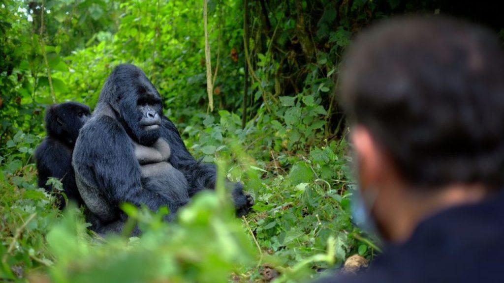 Travel Guide for Gorilla Trekking in Rwanda