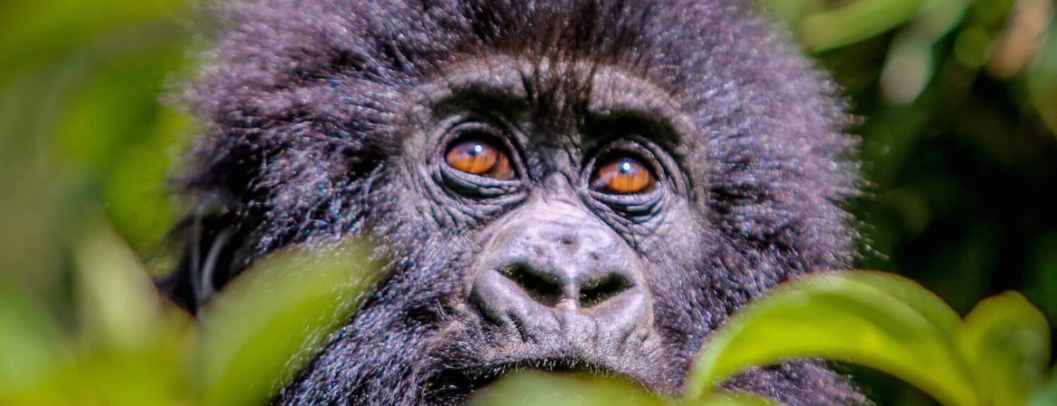 Rwanda Gorilla Expeditions