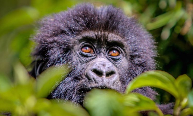 Rwanda Gorilla Expeditions