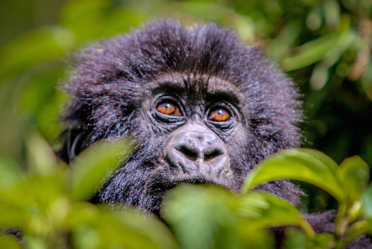 5 Days Rwanda Primates Safari (Gorillas & Golden Monkeys)