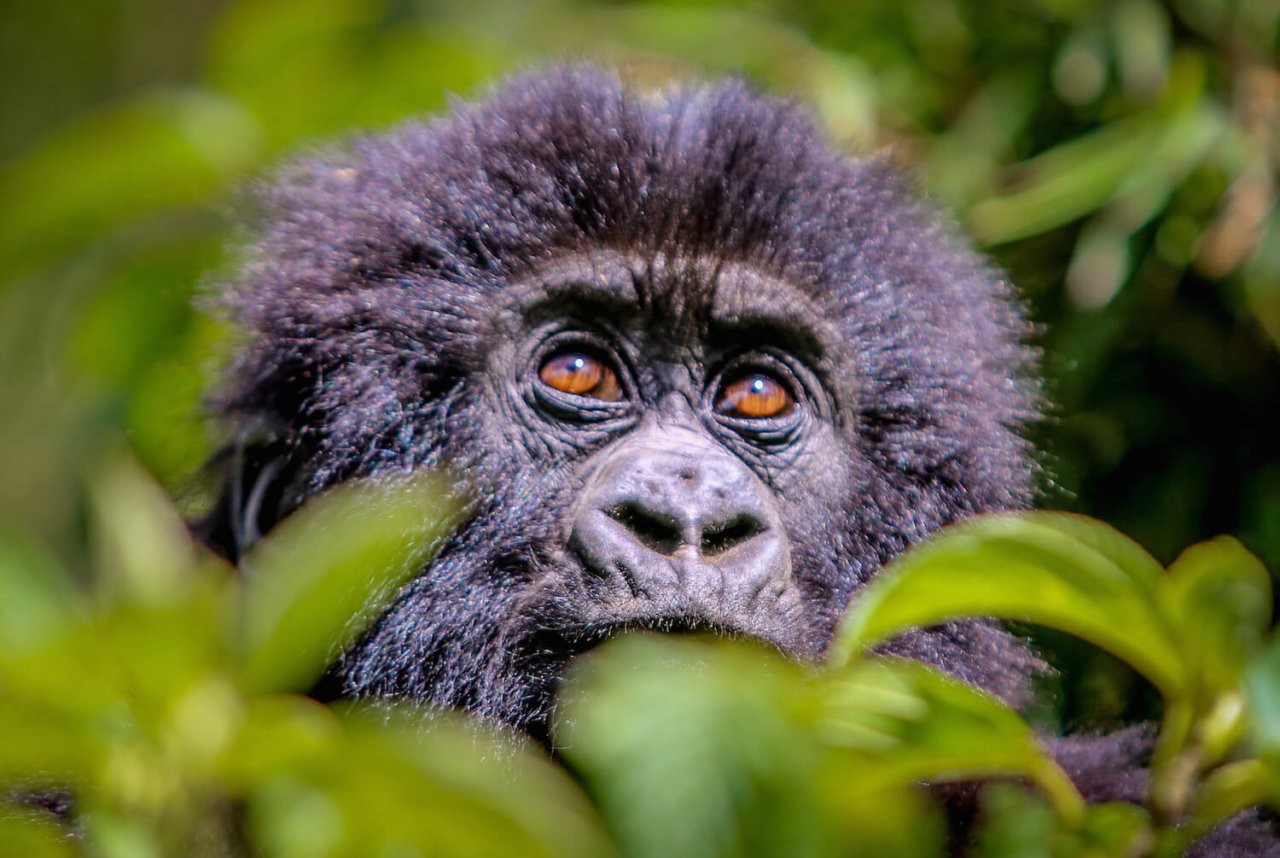 Frequently asked questions about Rwanda Gorilla trekking