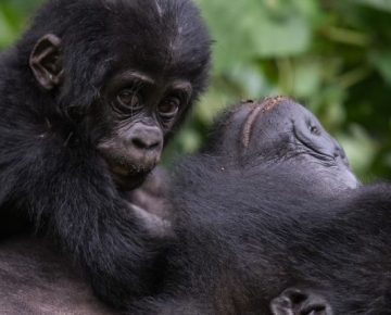 8 days Uganda safari