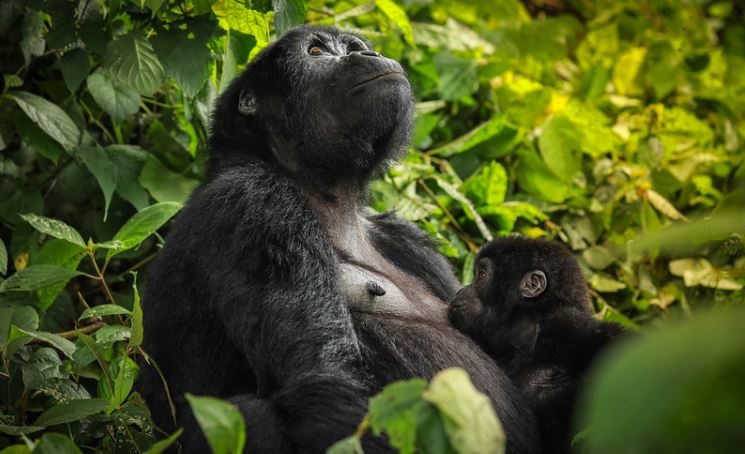 7 Days Uganda Gorilla Trekking & Tanzania Wildlife tour