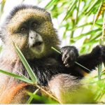 6 days Nyungwe and Volcanoes National Park Safari