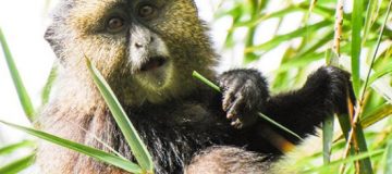 6 days Nyungwe and Volcanoes National Park Safari