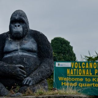 How to Plan for a Gorilla Trekking Safari in Rwanda