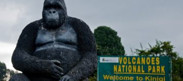 How to Plan for a Gorilla Trekking Safari in Rwanda