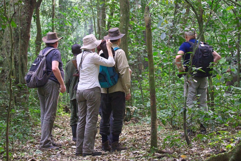 Activities in Kibale National Park