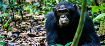 Chimpanzee Trekking in Uganda Vs Rwanda