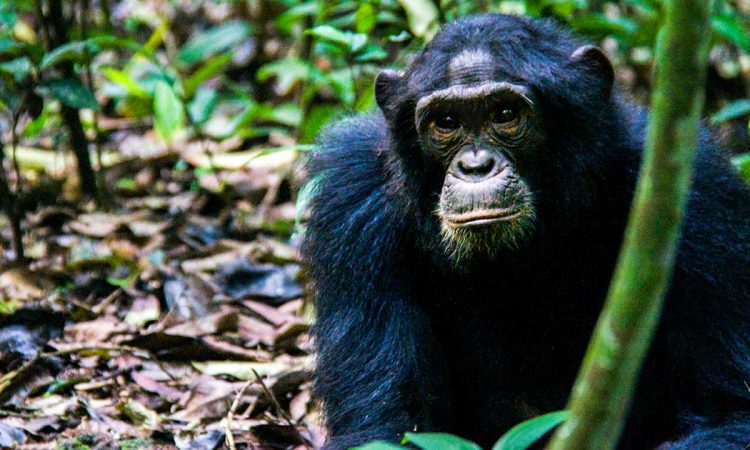 Chimpanzee Trekking in Uganda Vs Rwanda