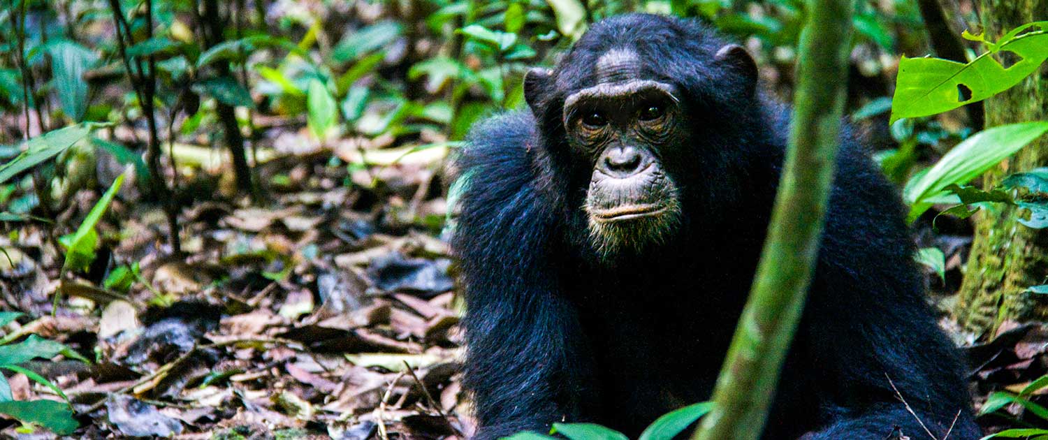 Chimpanzee Trekking in Uganda Vs Rwanda 