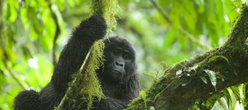 Activities in Mgahinga National Park