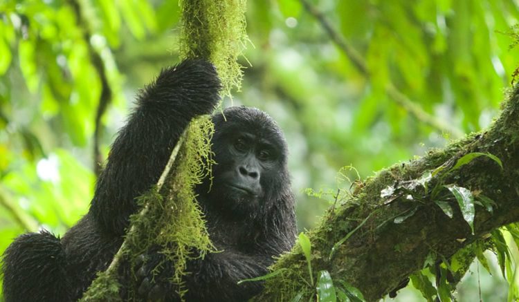 Activities in Mgahinga National Park