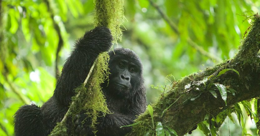 Activities in Mgahinga National Park