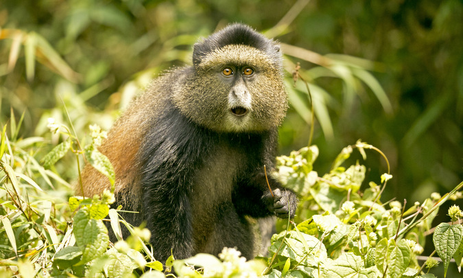 Activities in Mgahinga National Park