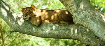 Activities in Queen Elizabeth National Park