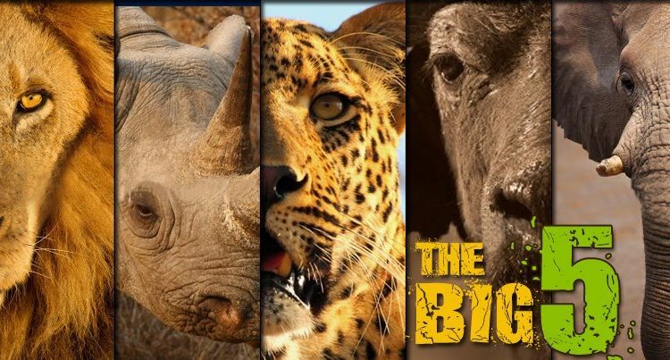 Big Five Animals in Uganda