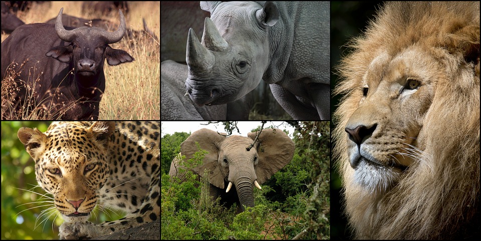 Big Five Animals in Uganda