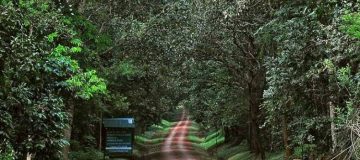 Tourist activities in different forests in Uganda