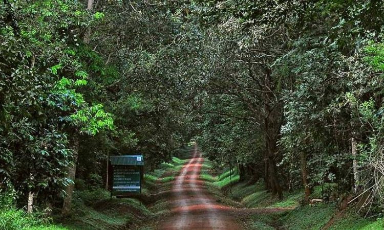 Budongo Forest - Uganda