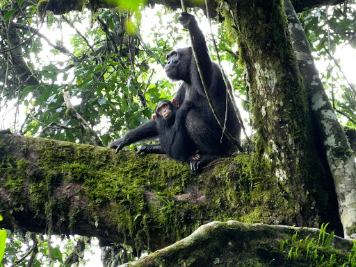 Chimpanzee trekking permits in Uganda 2022